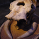 Mammoth pacificus skull and tusks at the Western Science Center.